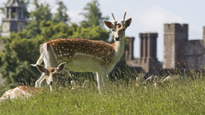 Knole, Sevenoaks, Kent