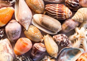 Create Shell Pictures