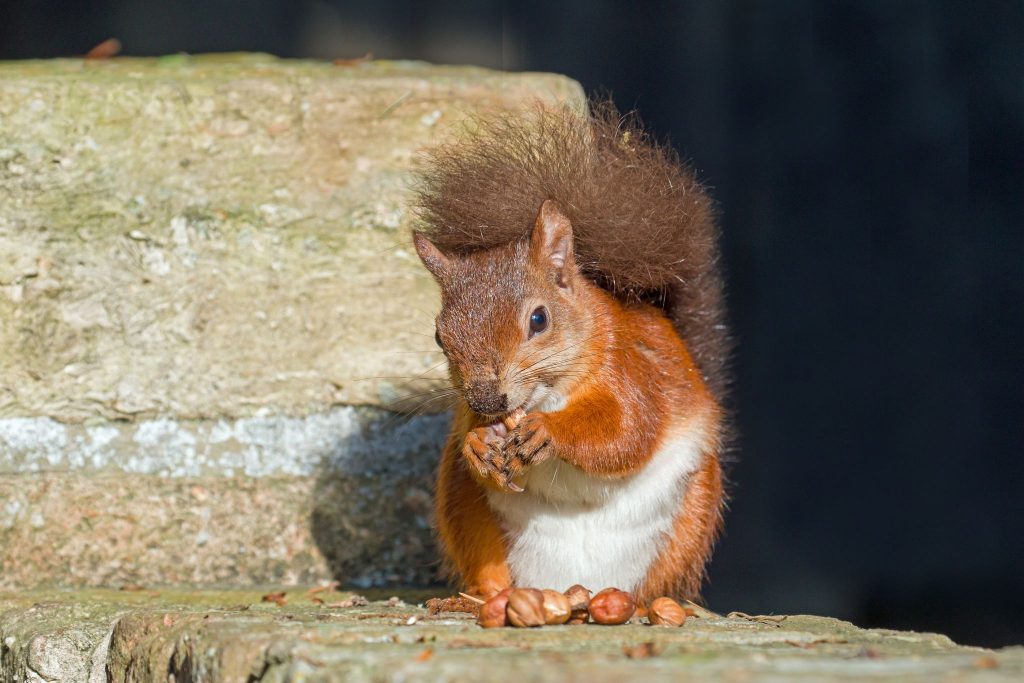 Brownsea Island, Poole