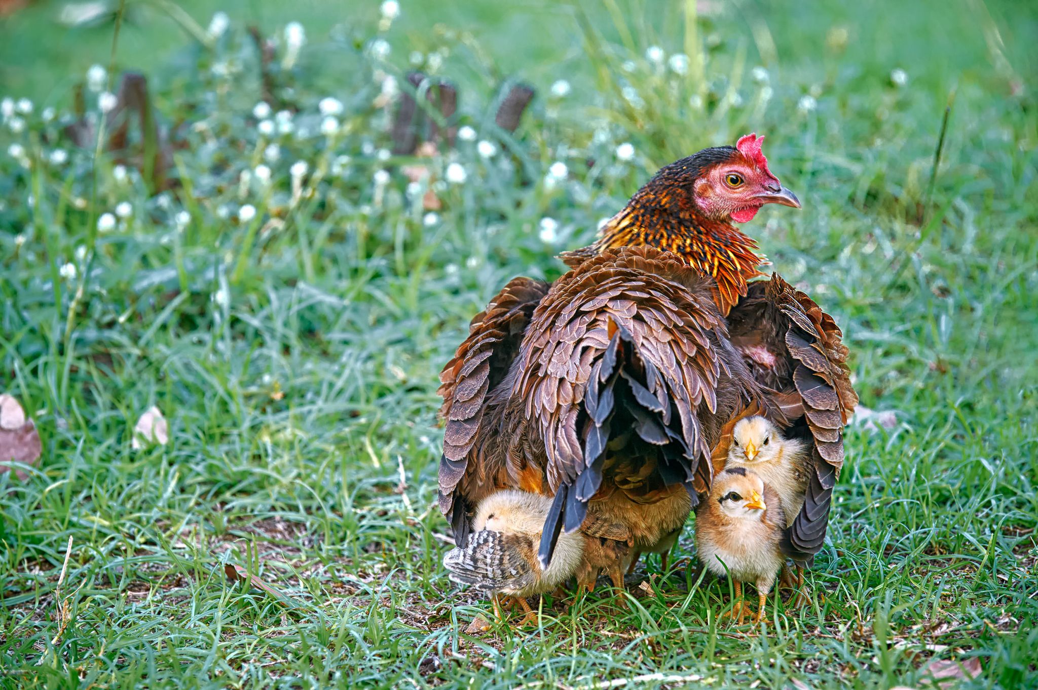 Под крыльями курицы. Курица с цыплятами. Наседка с цыплятами. Квочка с цыплятами. Курица наседка Квочка.