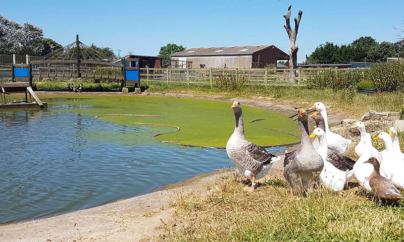 Hounslow Urban Farm, London | Easter Days out for Under 5's