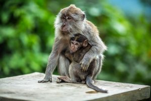 Monkey World Ape Rescue Centre in Dorset UK