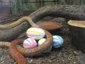 Easter Egg Search at Battersea Park Children's Zoo, London