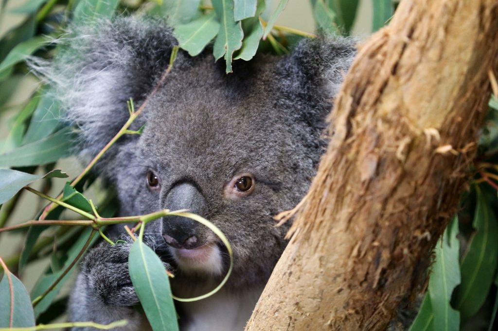 Koala at Longleat Safari Park