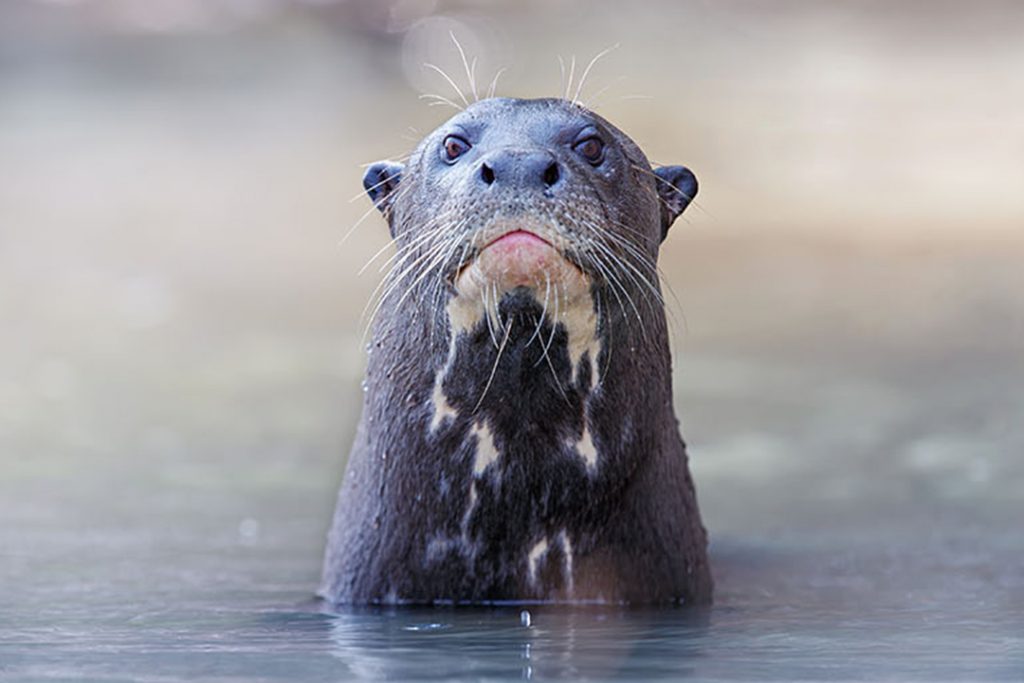 Giant Otters and Crocodiles at Longleat Safari Park