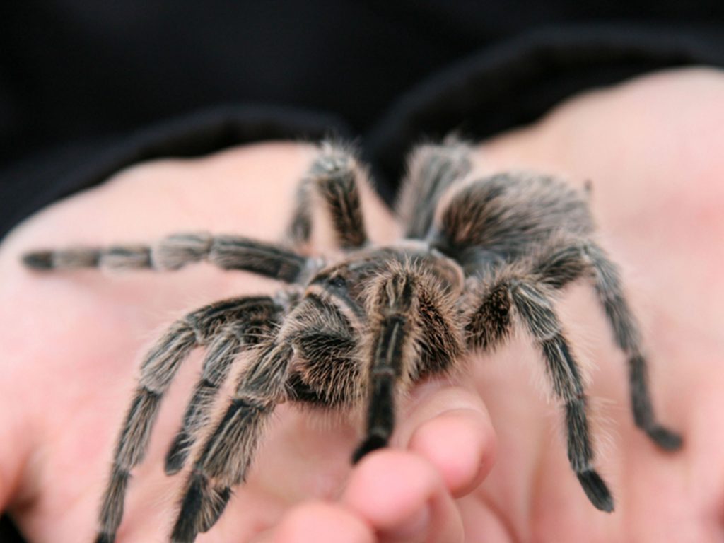 Tarantula in Animal Kingdom at Longleat Safari Park