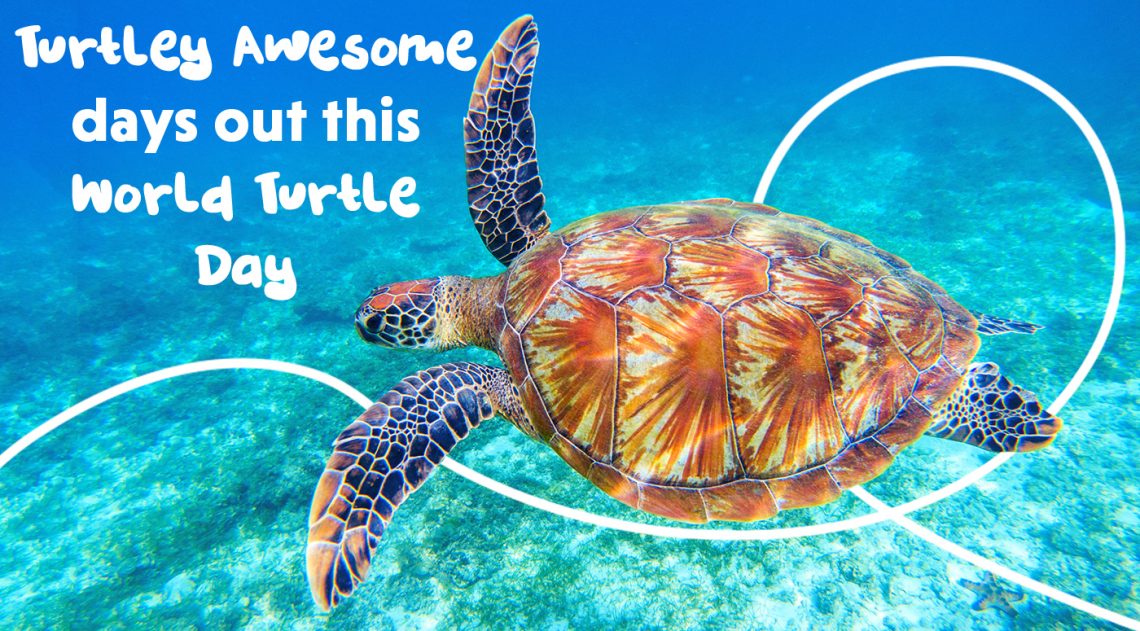 Turtley Awesome Days Out This World Turtle Day - Picniq Blog