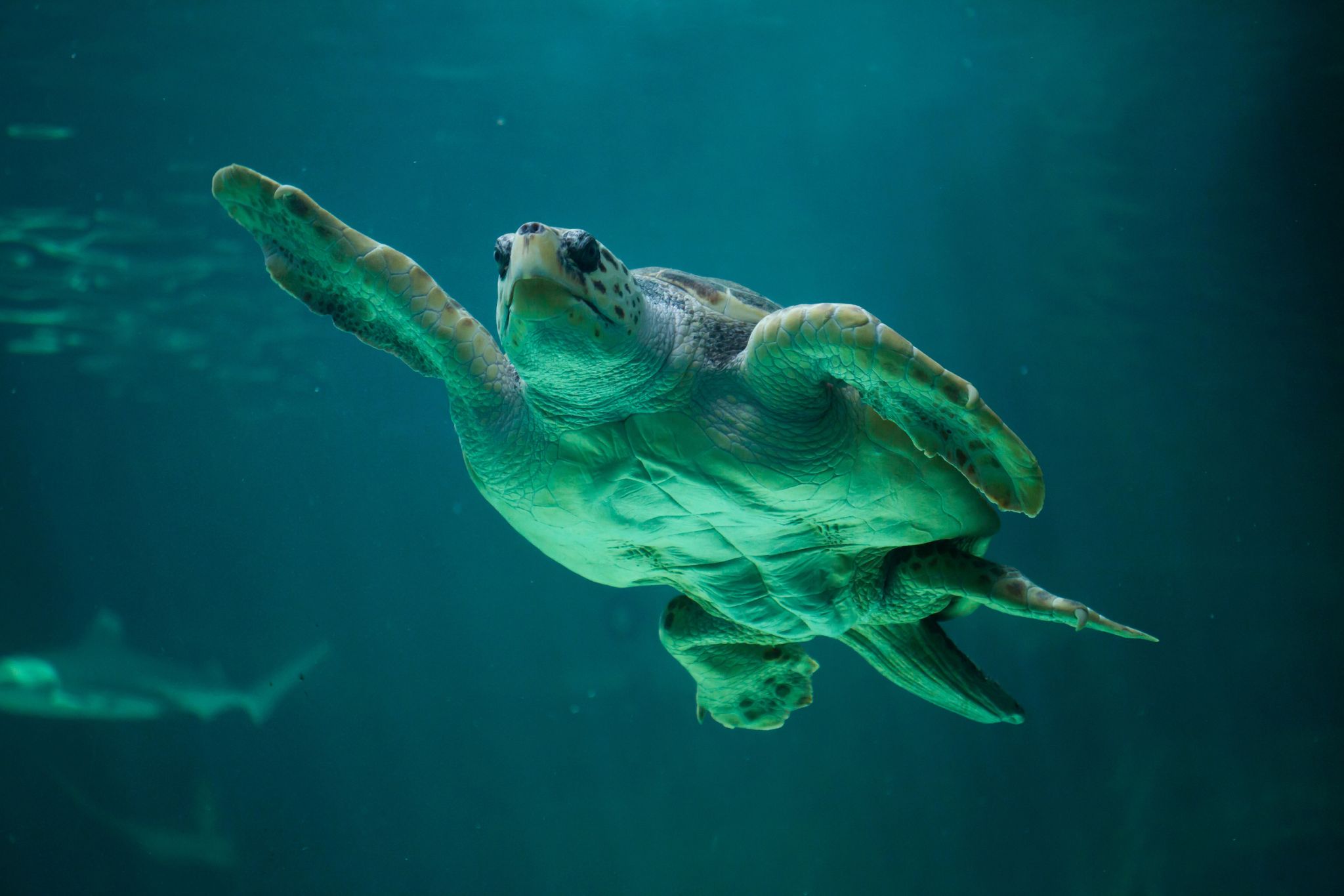 Turtley Awesome Days out this World Turtle Day - Picniq Blog