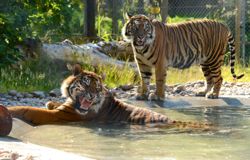 Tiger-tastic days out to celebrate International Tiger Day