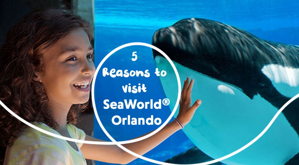 5 Reasons to visit SeaWorld® Orlando Picniq Blog
