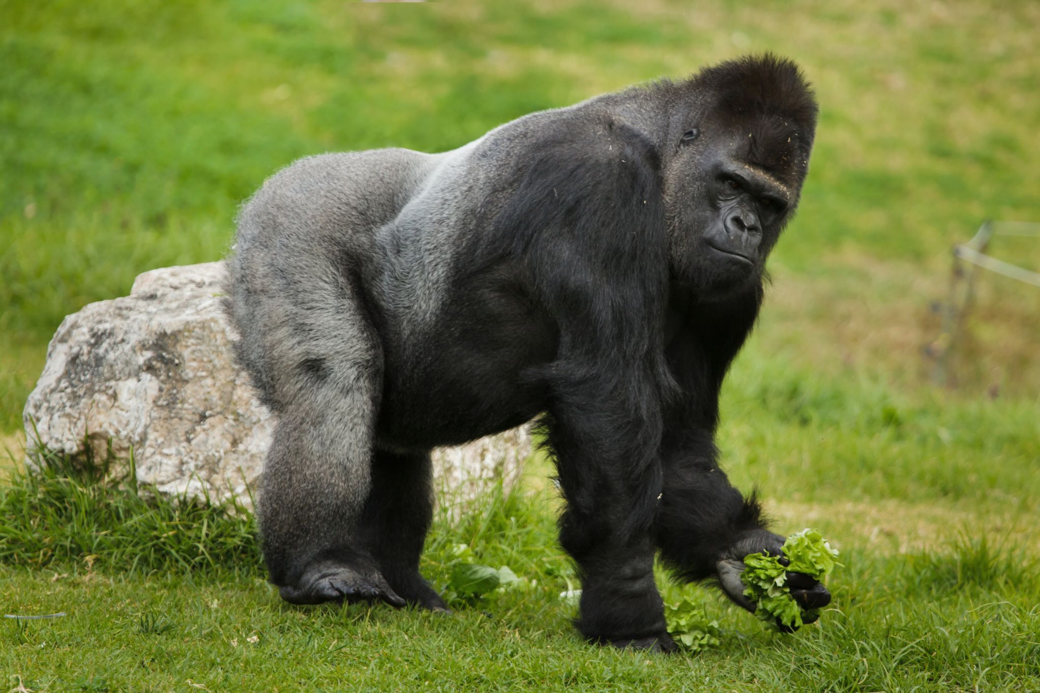 western lowland gorilla