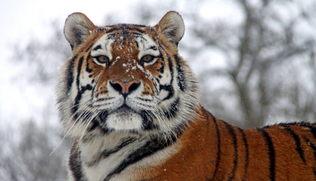 Longleat's Festival of Light is back! And it's more extraordinary than ...