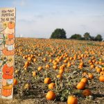 pumpkins tall - Picniq Blog