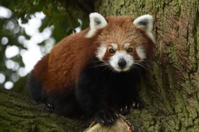 ZSL_Whipsnade Zoo Red Panda (003) - Picniq Blog