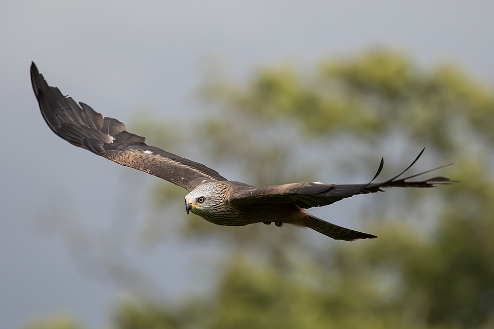 A close-up image of a falcon flying.