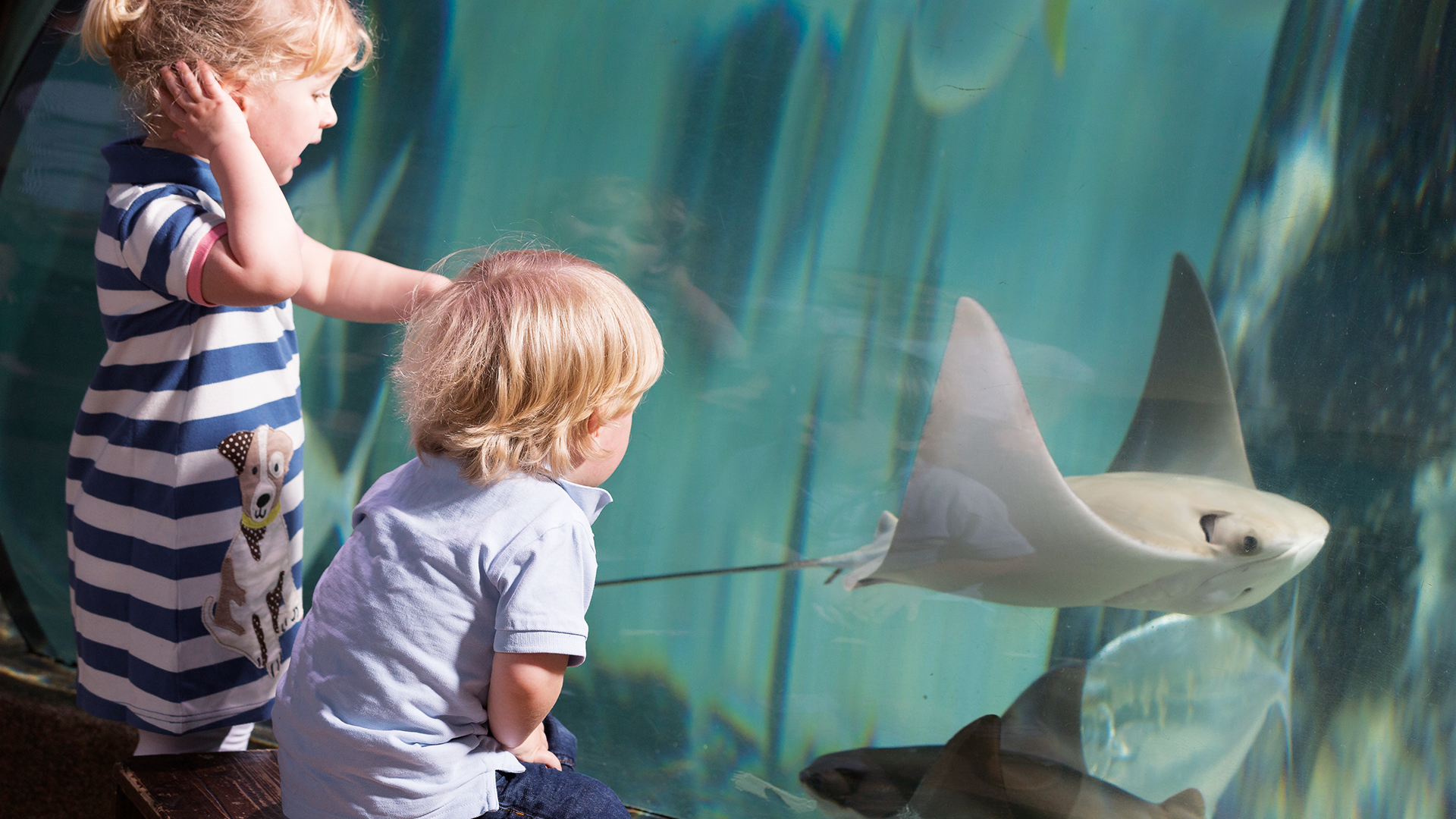 Two children look through the glass to a stingray