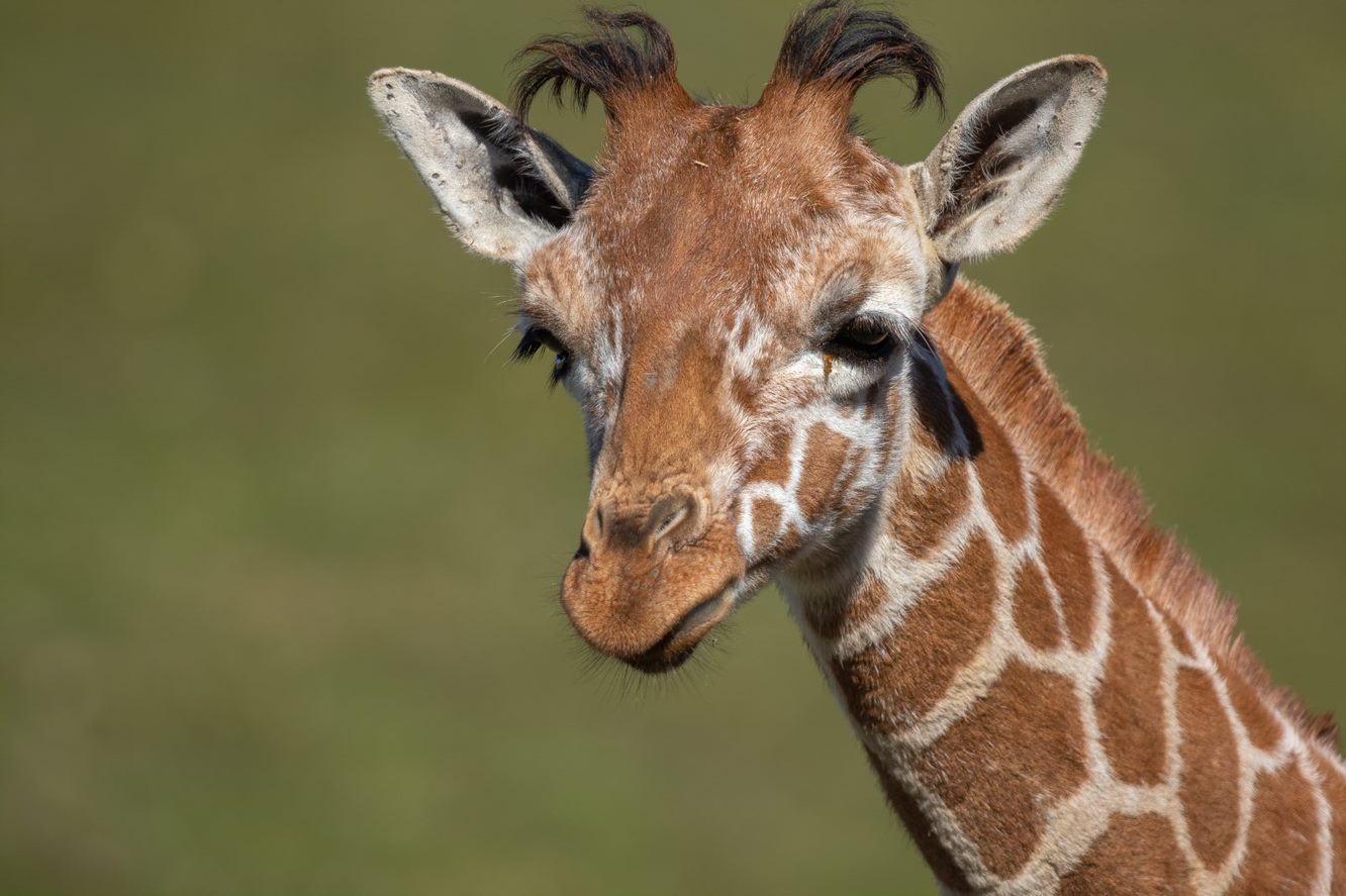 A close-up of a giraffe calf