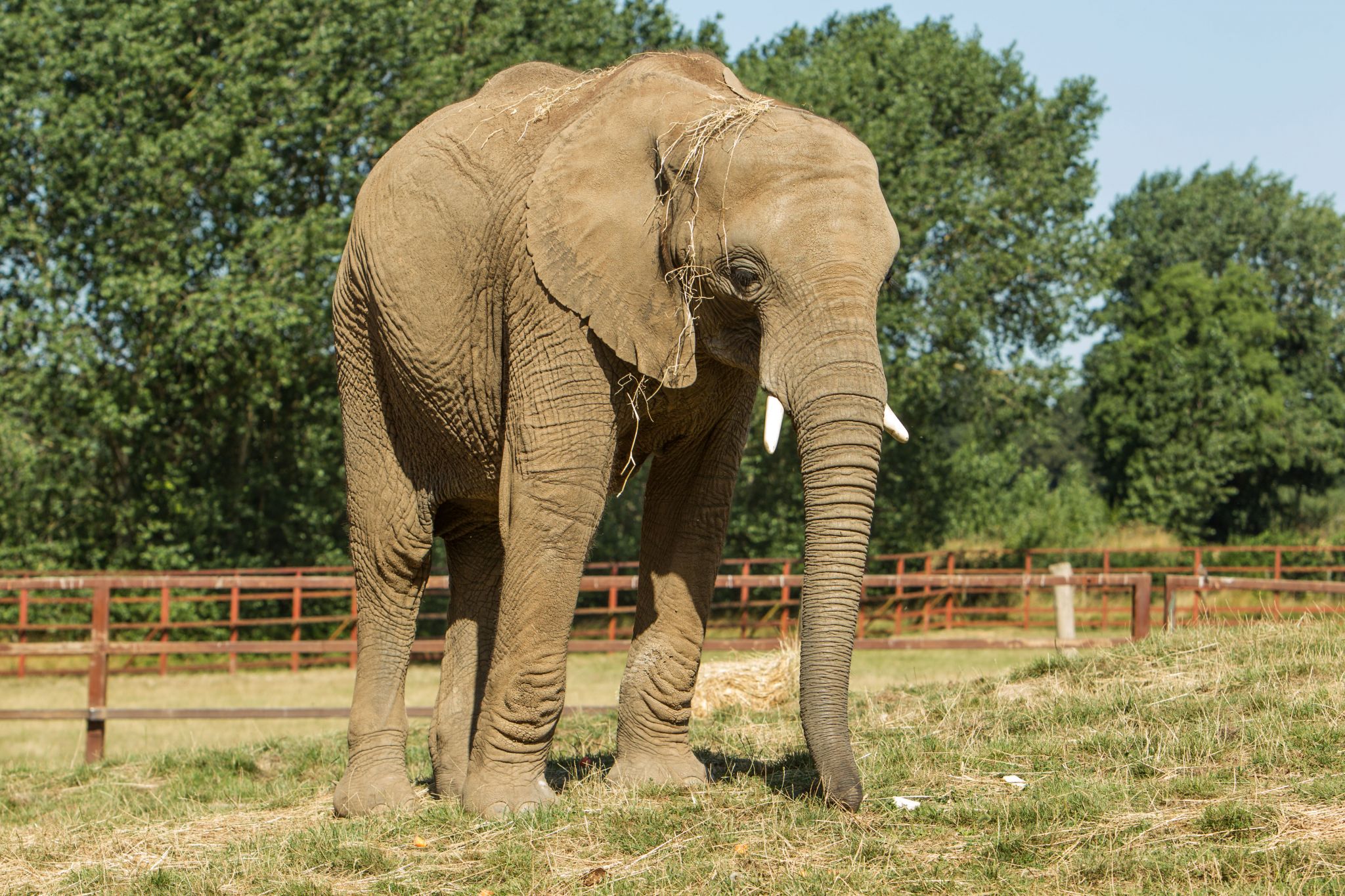 An elephant with straw on its head.