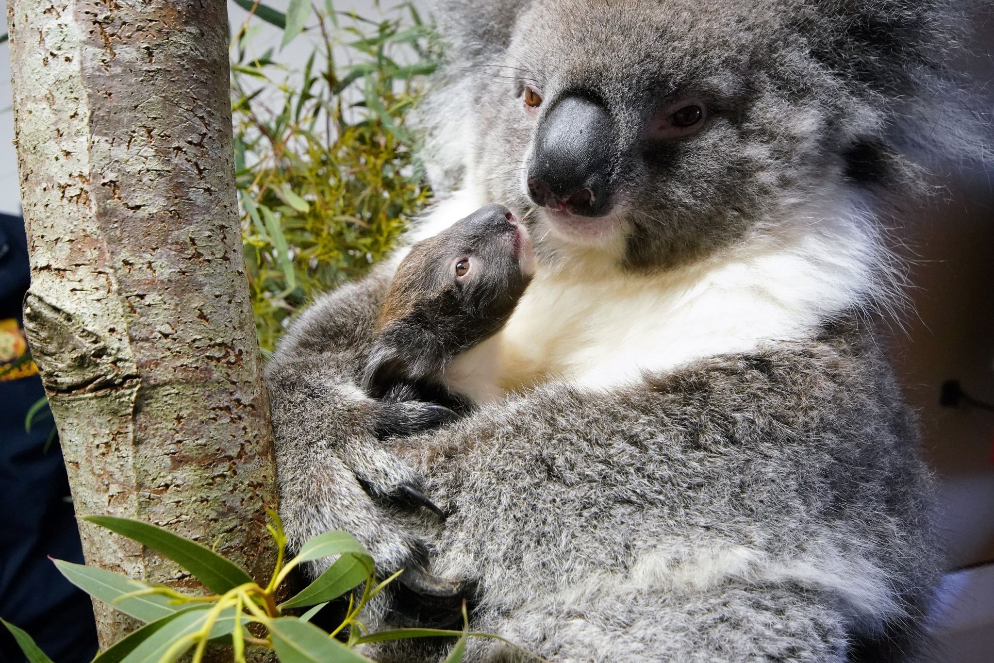 Koala mother holding her baby