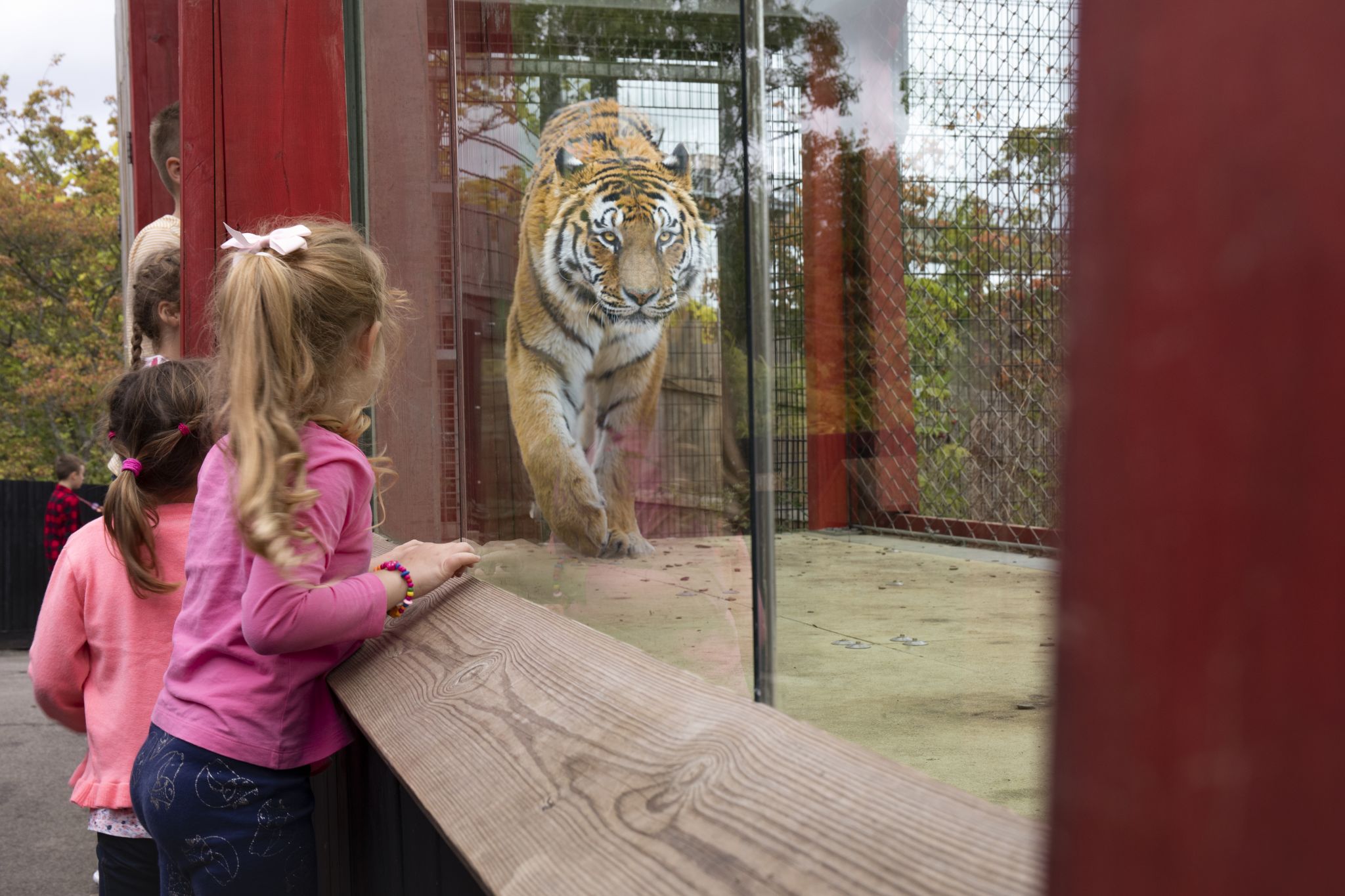 Two children look through a glass window to a tiger in an enclosure. 