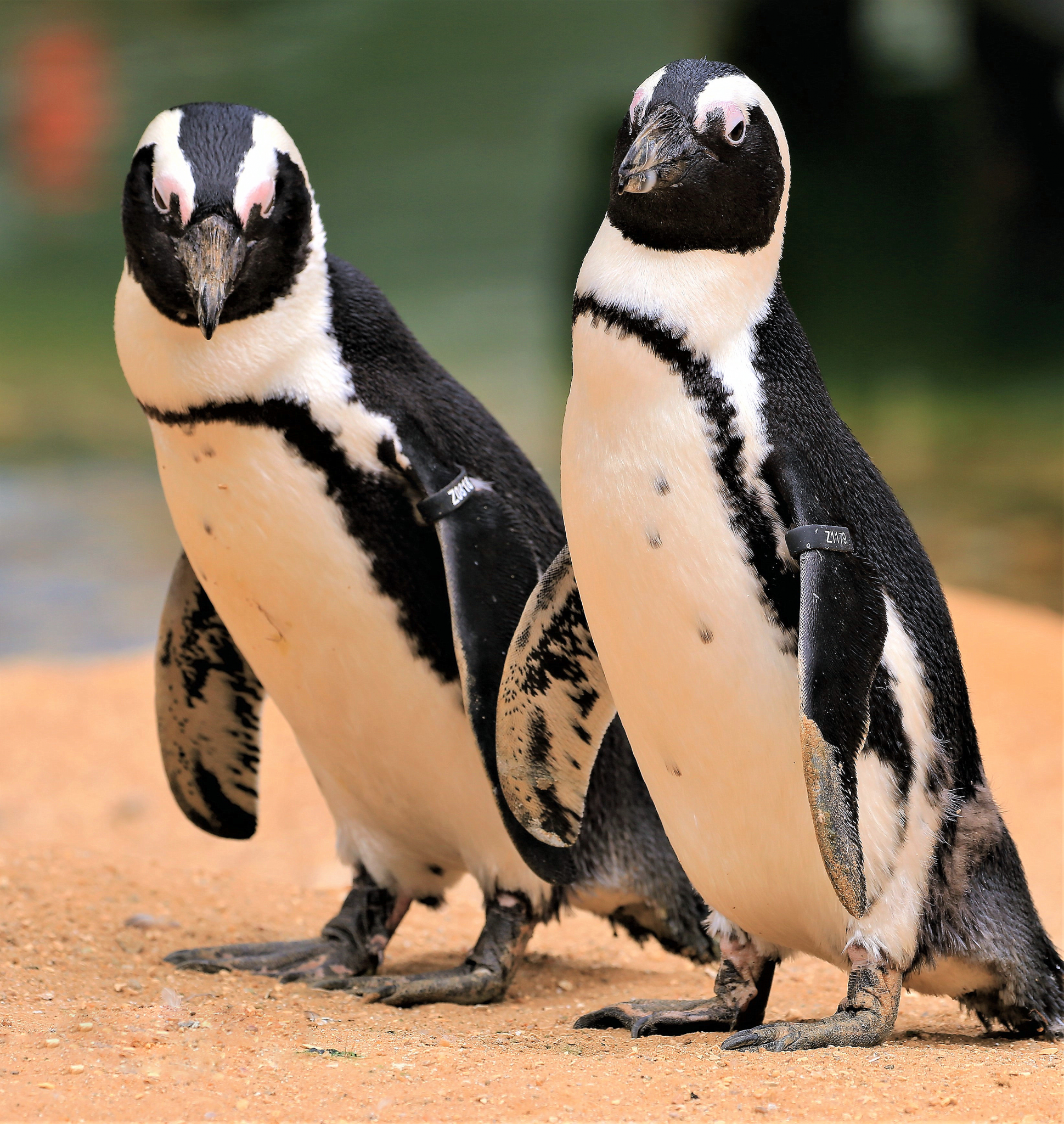Two penguins are stood together.