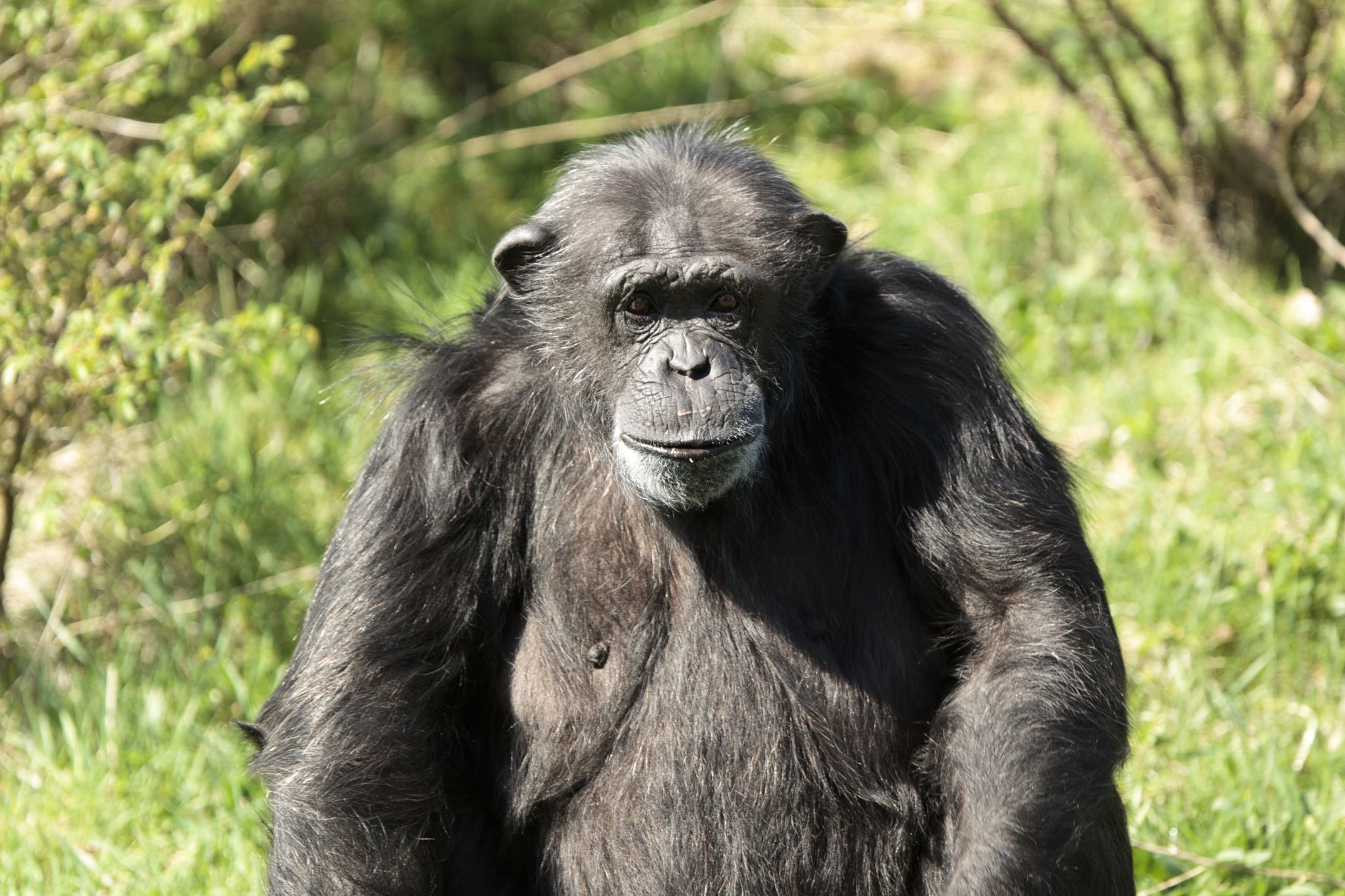 A chimp is sat in a field looking at the camera.