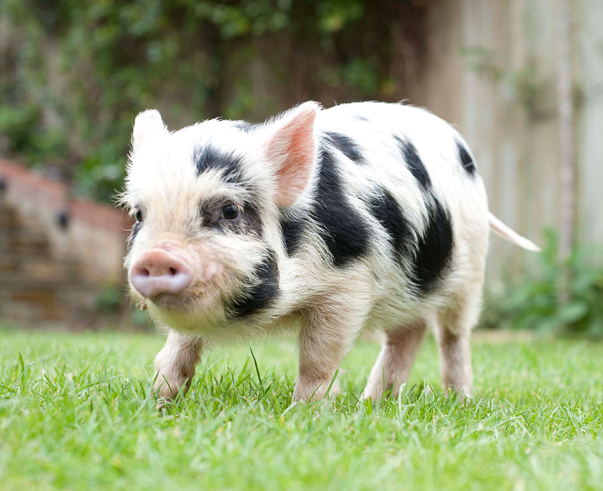 A close up to a miniature pig