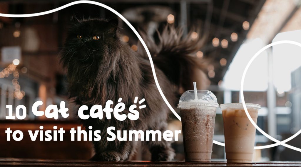 10 Cat Cafés to visit this Summer Picniq Blog